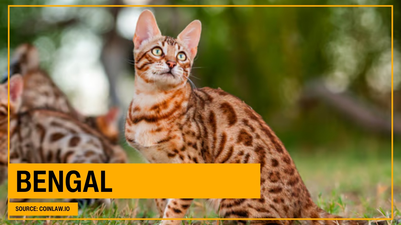 Bengal