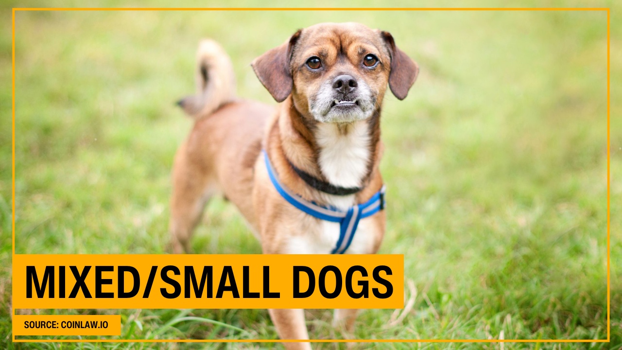 Mixed/Small Dogs