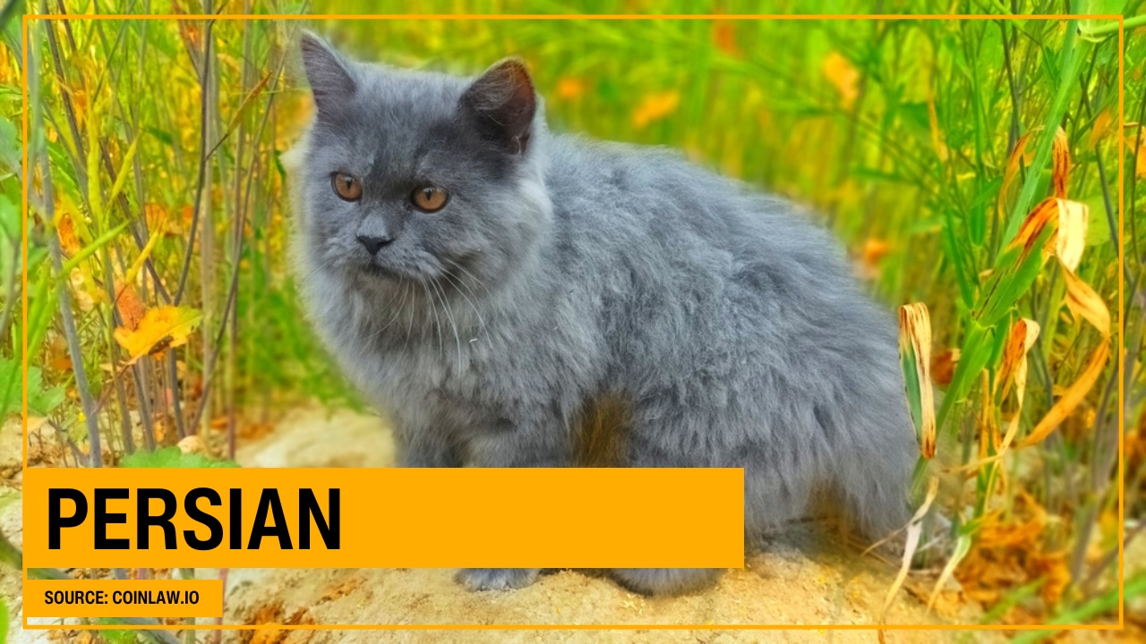Persian