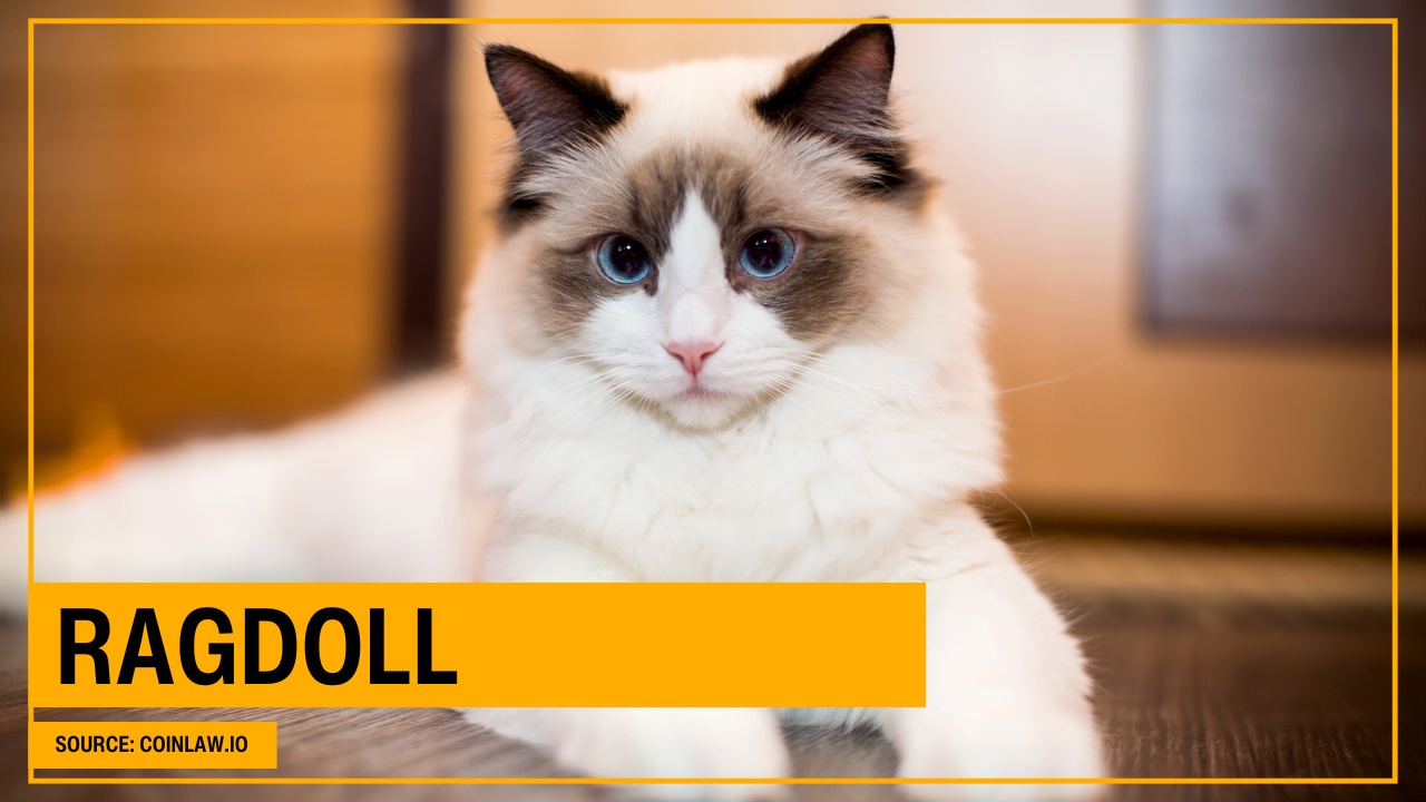 Ragdoll