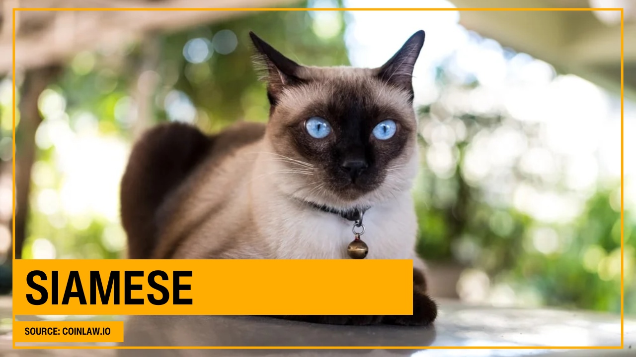 Siamese